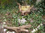 Herne Altar and Dragon Stump