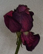 Last Rose by Bella Basura 2016