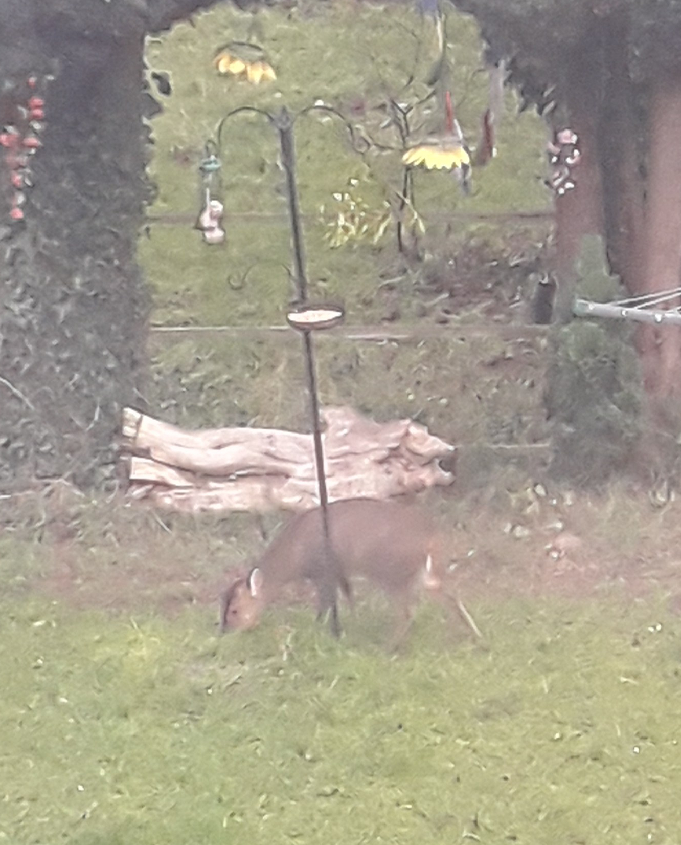 Muntjac Deer at my Birdfeeder December 2018