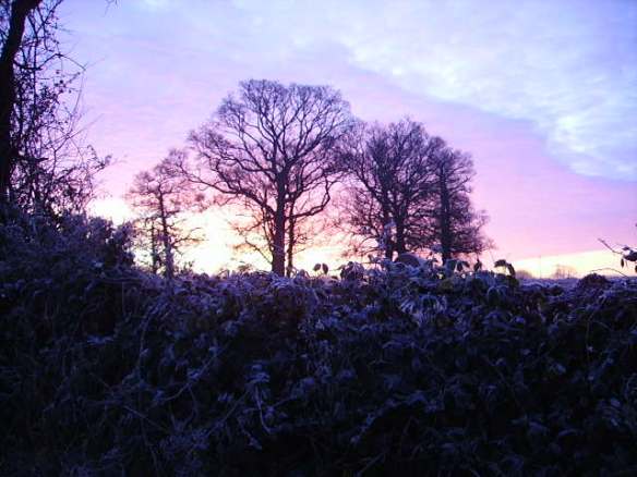 A Comfort of Aunties